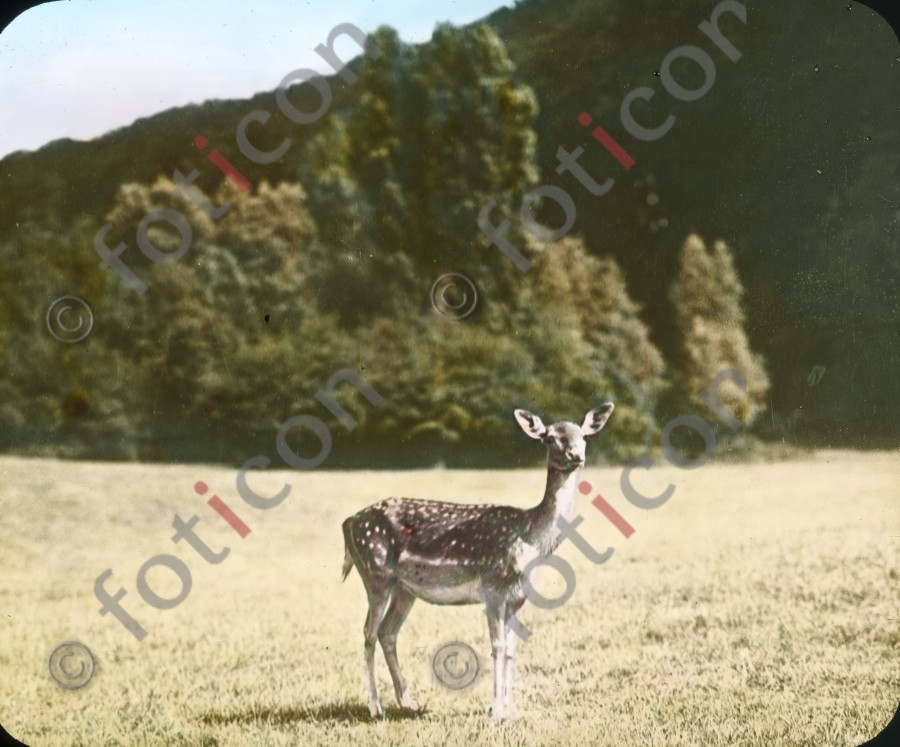 Reh im Wildpark ; Deer in Deer Park (foticon-600-simon-duesseldorf-340-072.jpg)